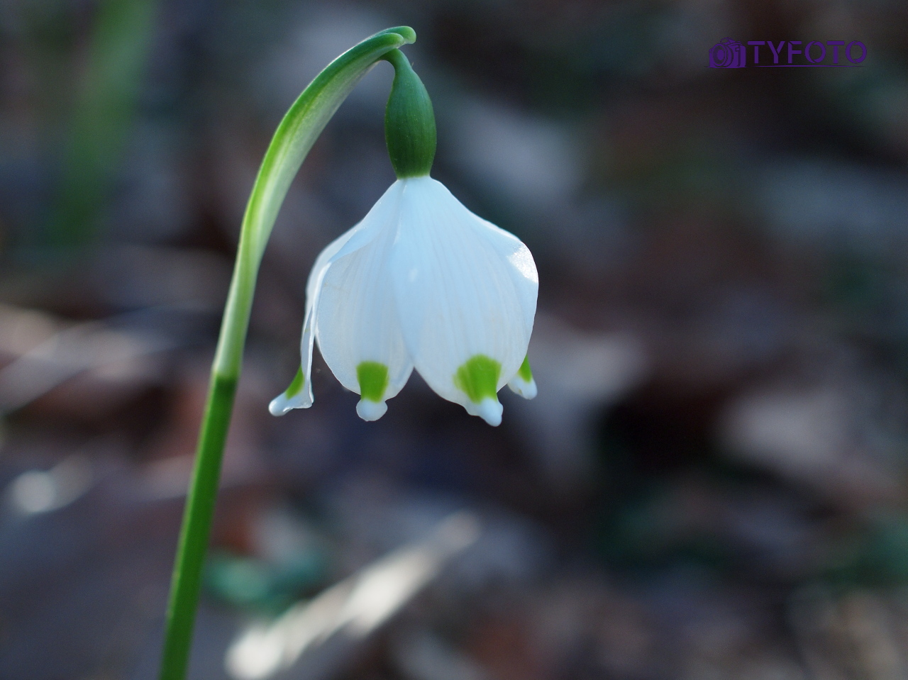 TY151991
