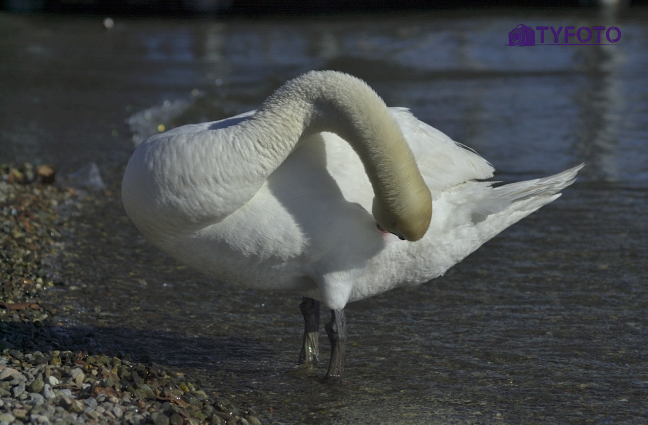 NIKON D1_20260331_202954
