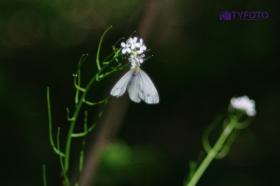 TYKP0033