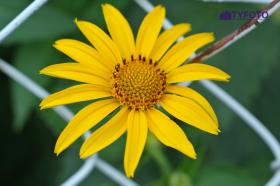 TYKP0242