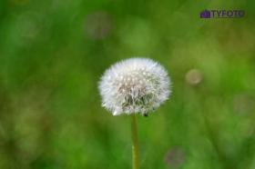 TYKP0042