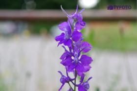 TYKP0236