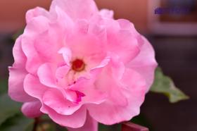 TYKP0238