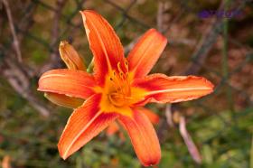 TYKP0247
