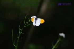 TYKP0031