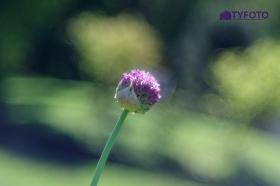 TYKP0010
