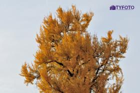 TYT_9963