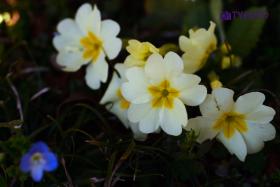 TYD_0365