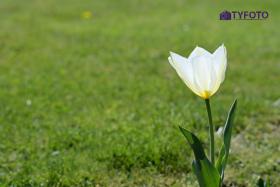 TYC_0197