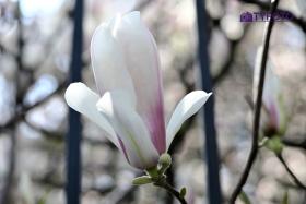 TYC_0184