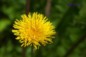 DSCF0094