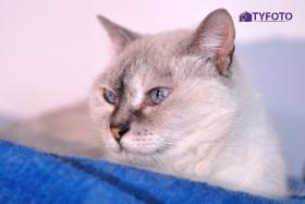 TYT_9907