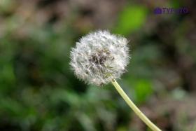 TYKS0098