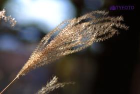 CRW_0073