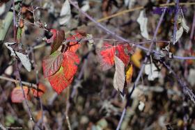 CRW_0054