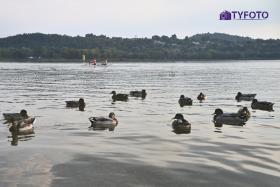 TYF_0787