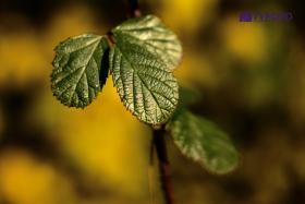 TYC_0063