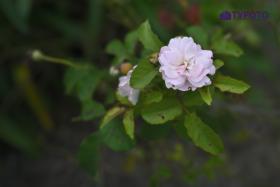 TYF_0737