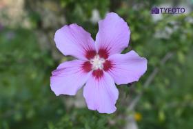 TYF_0761