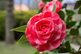 TYD_0387