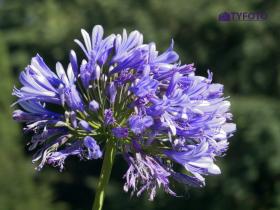 IMGP0042