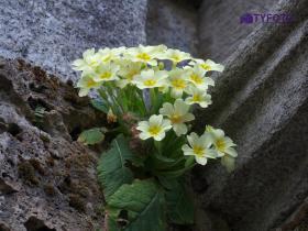 IMGP0135