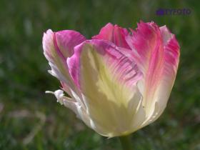 IMGP0158