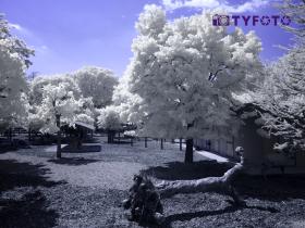 TY281847