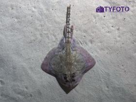 T7294330