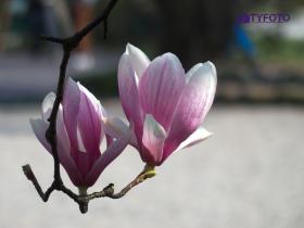 IMGP0145