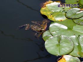 22-T6243529