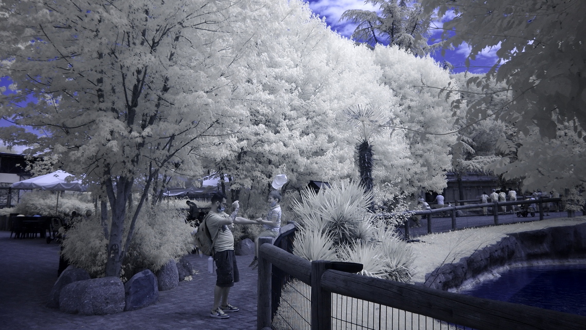 IR_Cornelle-2020