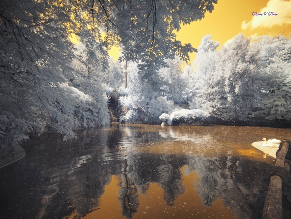 590 Alberi