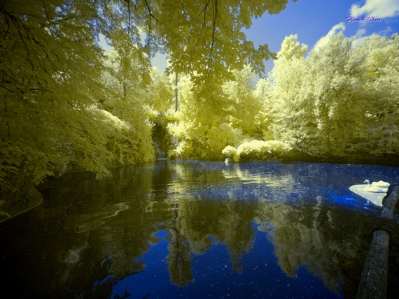 BlueNDVI Alberi